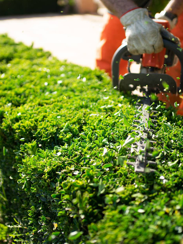 <a style="color: #0FBA00;" href="https://goldensoiltippers.com.au/hedging-services/">Hedging Services</a>