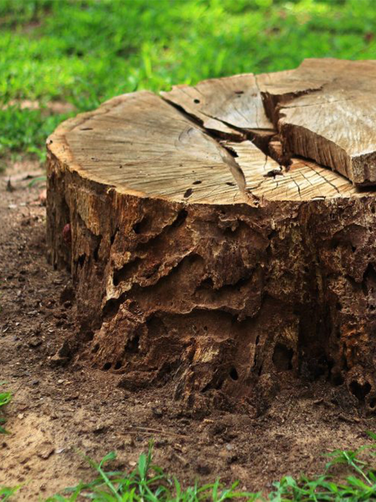 <a style="color: #0092C2;" href="https://goldensoiltippers.com.au/stump-removal/">Stump Removal</a>
