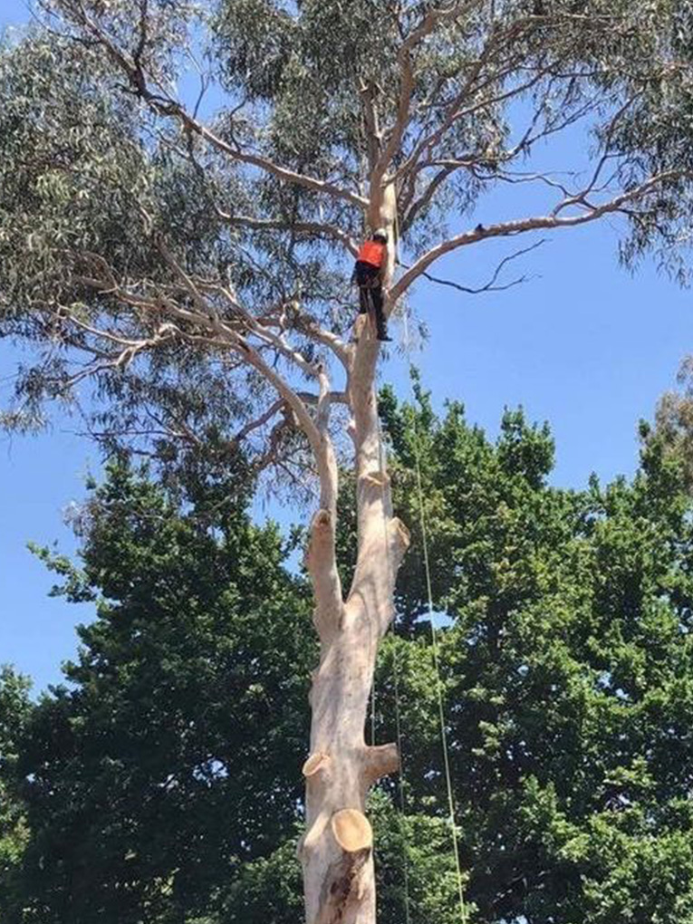 <a style="color: #0092C2;" href="https://goldensoiltippers.com.au/tree-pruning/">Tree Pruning</a>