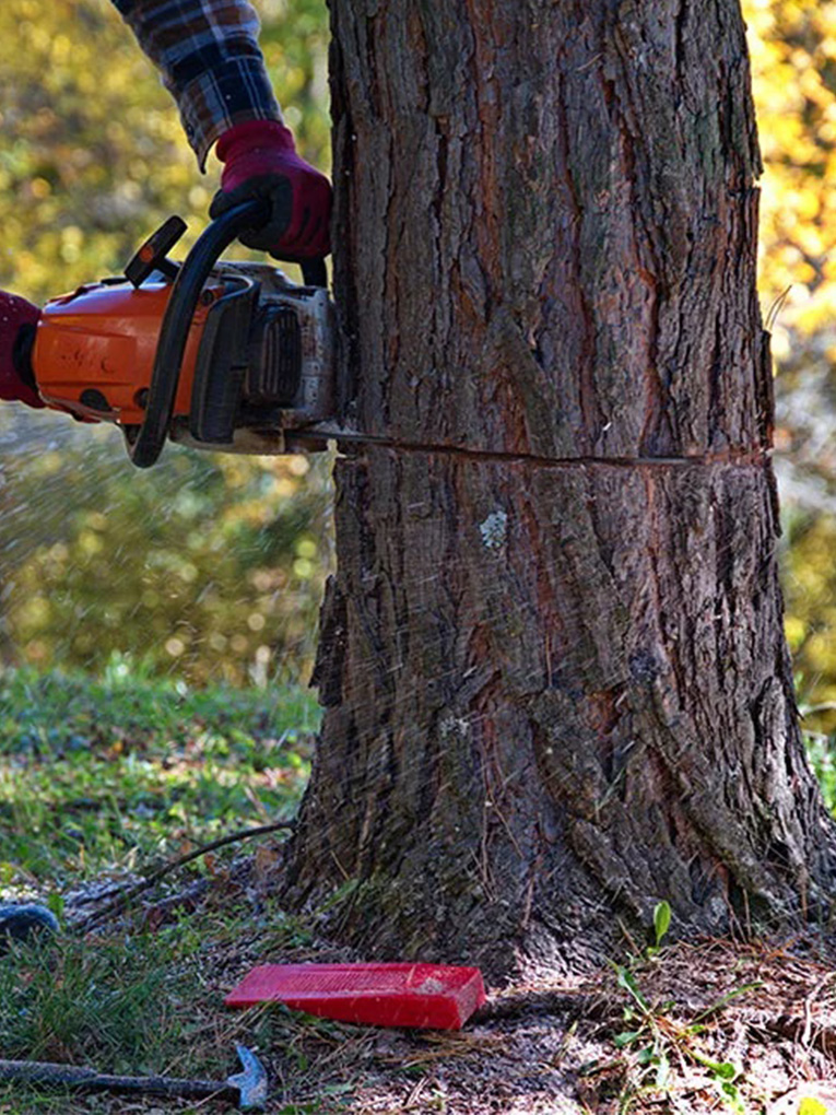 <a style="color: #0092C2;" href="https://goldensoiltippers.com.au/tree-removal/">Tree Removal</a>