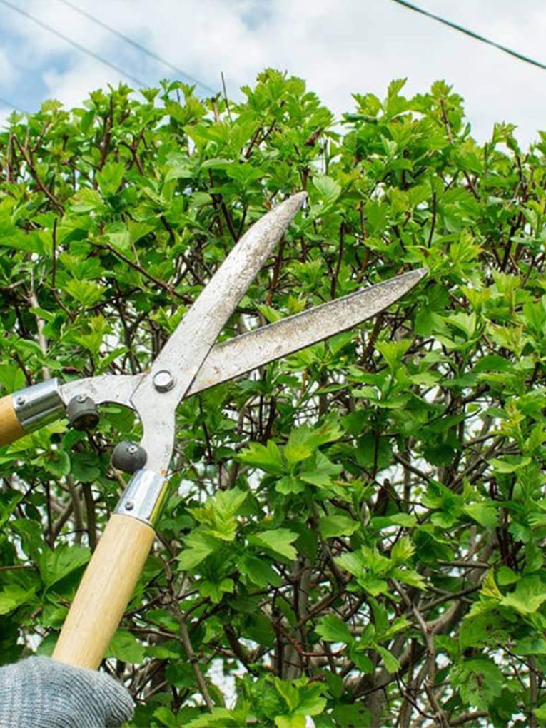 <a style="color: #0092C2;" href="https://goldensoiltippers.com.au/tree-trimming/">Tree Trimming</a>